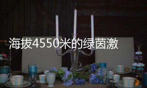 海拔4550米的绿茵激情:玉树少年用热爱踢出“世界波”