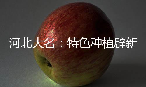 河北大名：特色种植辟新路 大棚鲜花助农增收